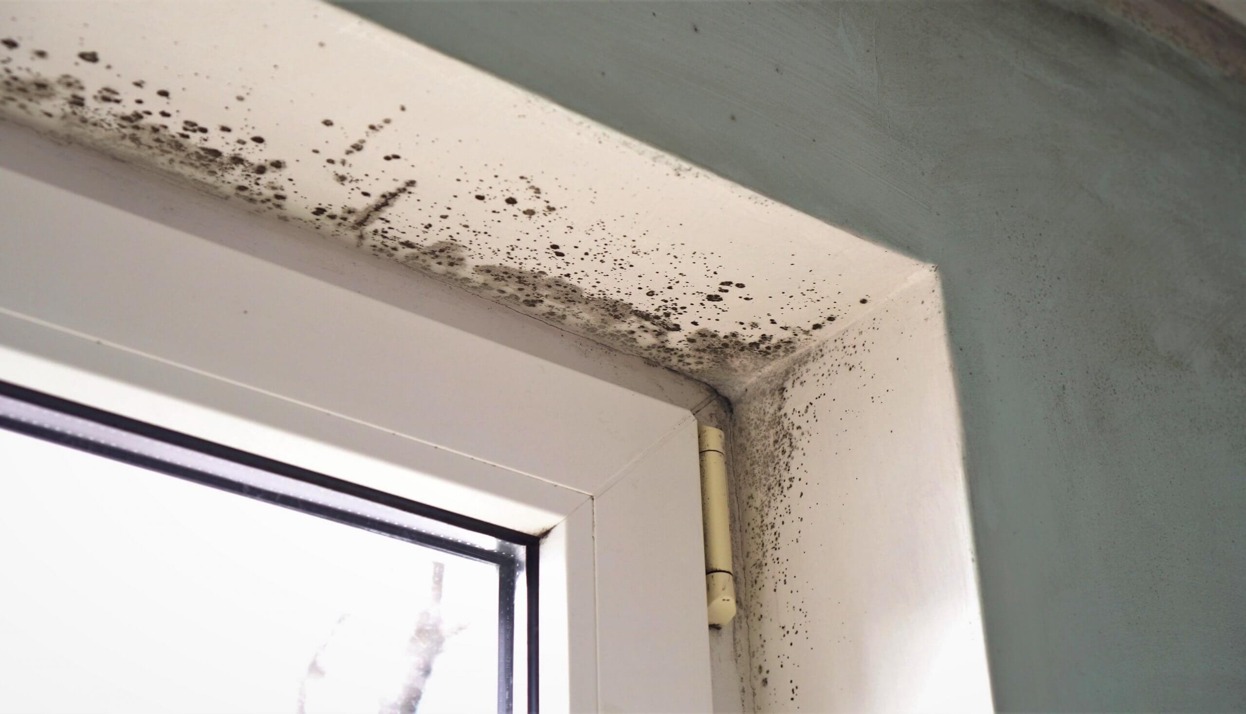 How Mold Affects Indoor Air Quality- You Should Know