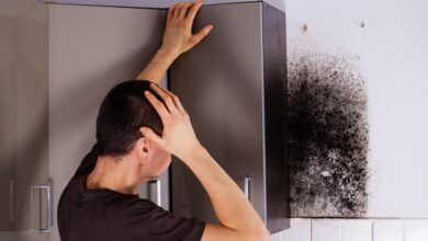 What Is the Difference Between Toxic and Non-Toxic Mold?