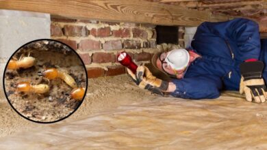 Termite Inspection: Protecting Your Home from Silent Invaders