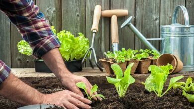 The Transplanting Handbook: Step-by-Step Guide to Healthy Planting