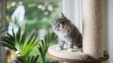 Discover the Purr-fect Cat Tower at Cat Tree Haven