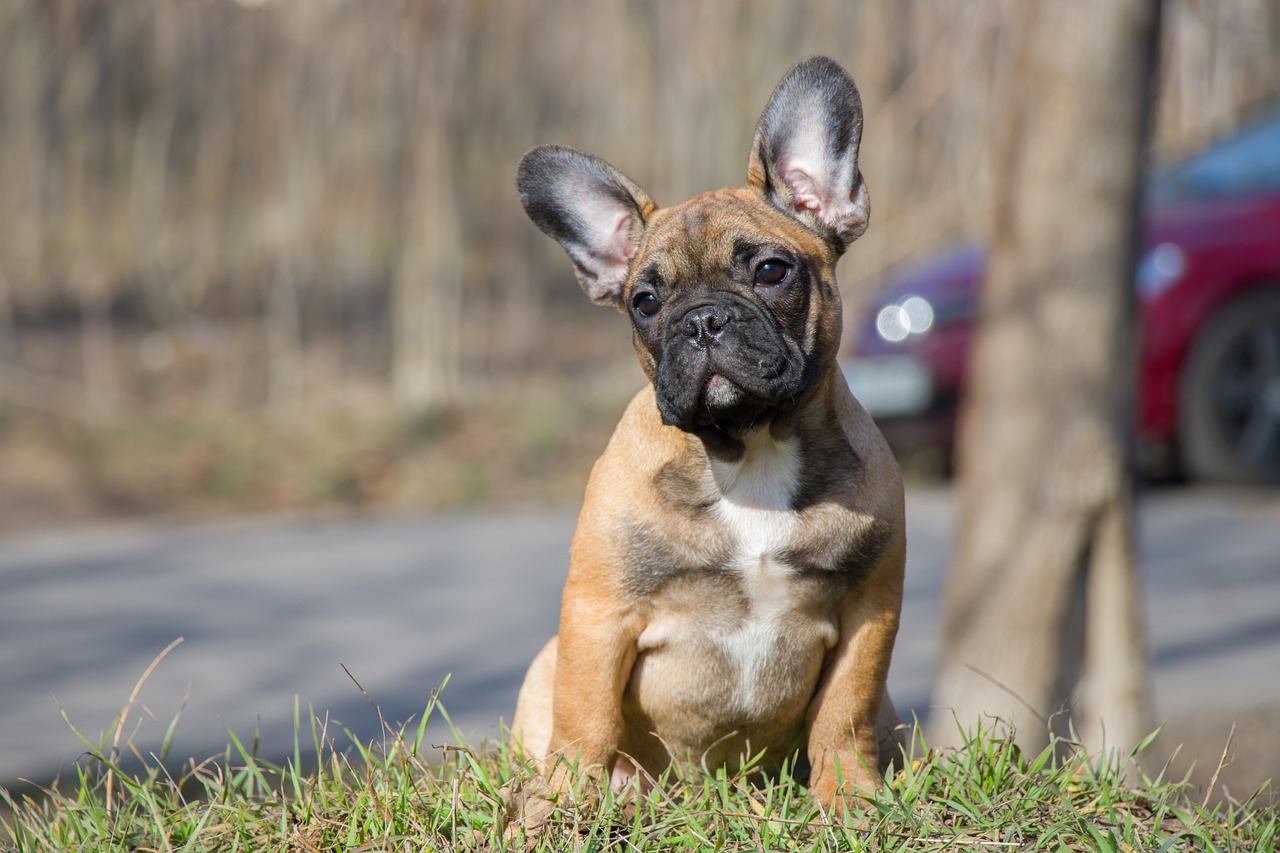 Help Your French Bulldog Overcome Different Types of Anxiety