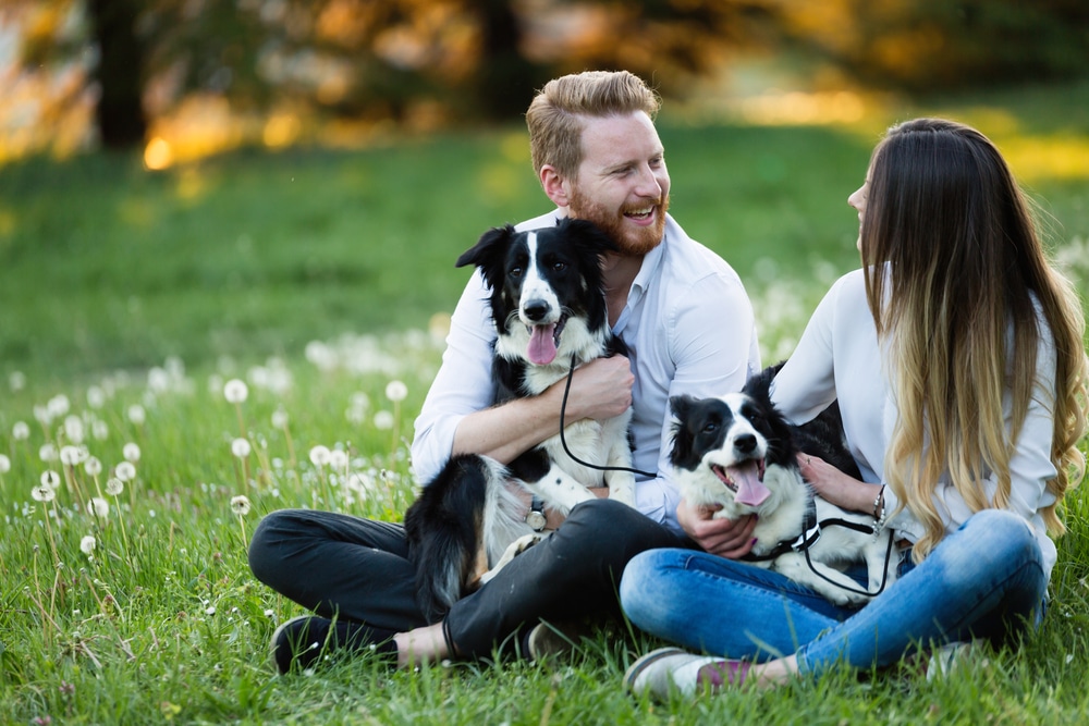 How Seasonal Changes Affect Your Pet’s Health And How Vets Can Help 1 How Seasonal Changes Affect Your Pet’s Health And How Vets Can Help