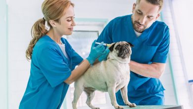 How Veterinary Hospitals Help With Pet Rehabilitation And Recovery 8 How Veterinary Hospitals Help With Pet Rehabilitation And Recovery