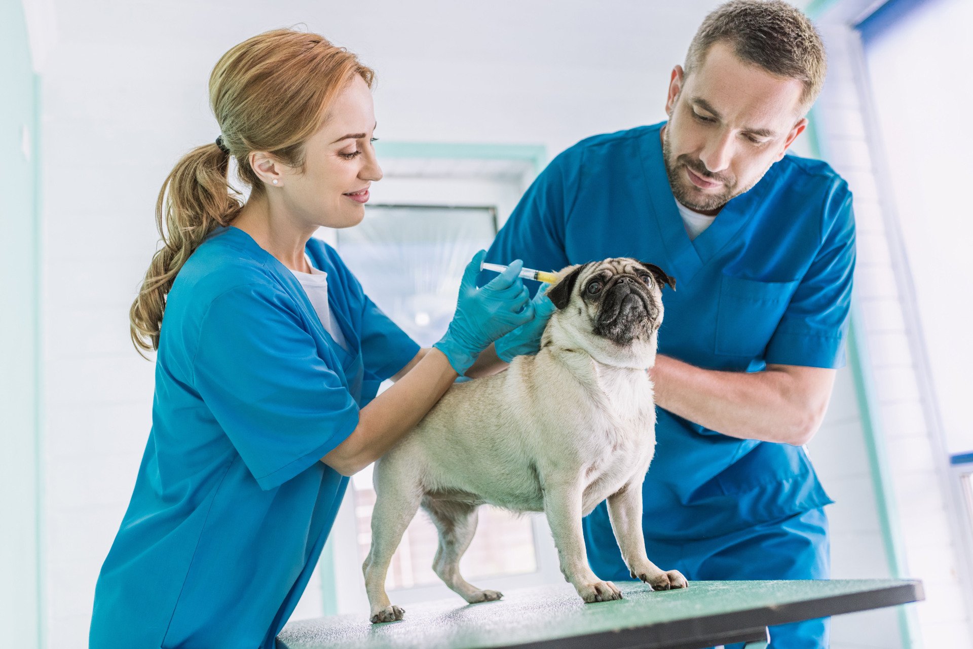 How Veterinary Hospitals Help With Pet Rehabilitation And Recovery 1 How Veterinary Hospitals Help With Pet Rehabilitation And Recovery