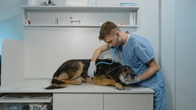 Parasite Prevention And Control At Your Local Veterinary Clinic 7 Parasite Prevention And Control At Your Local Veterinary Clinic