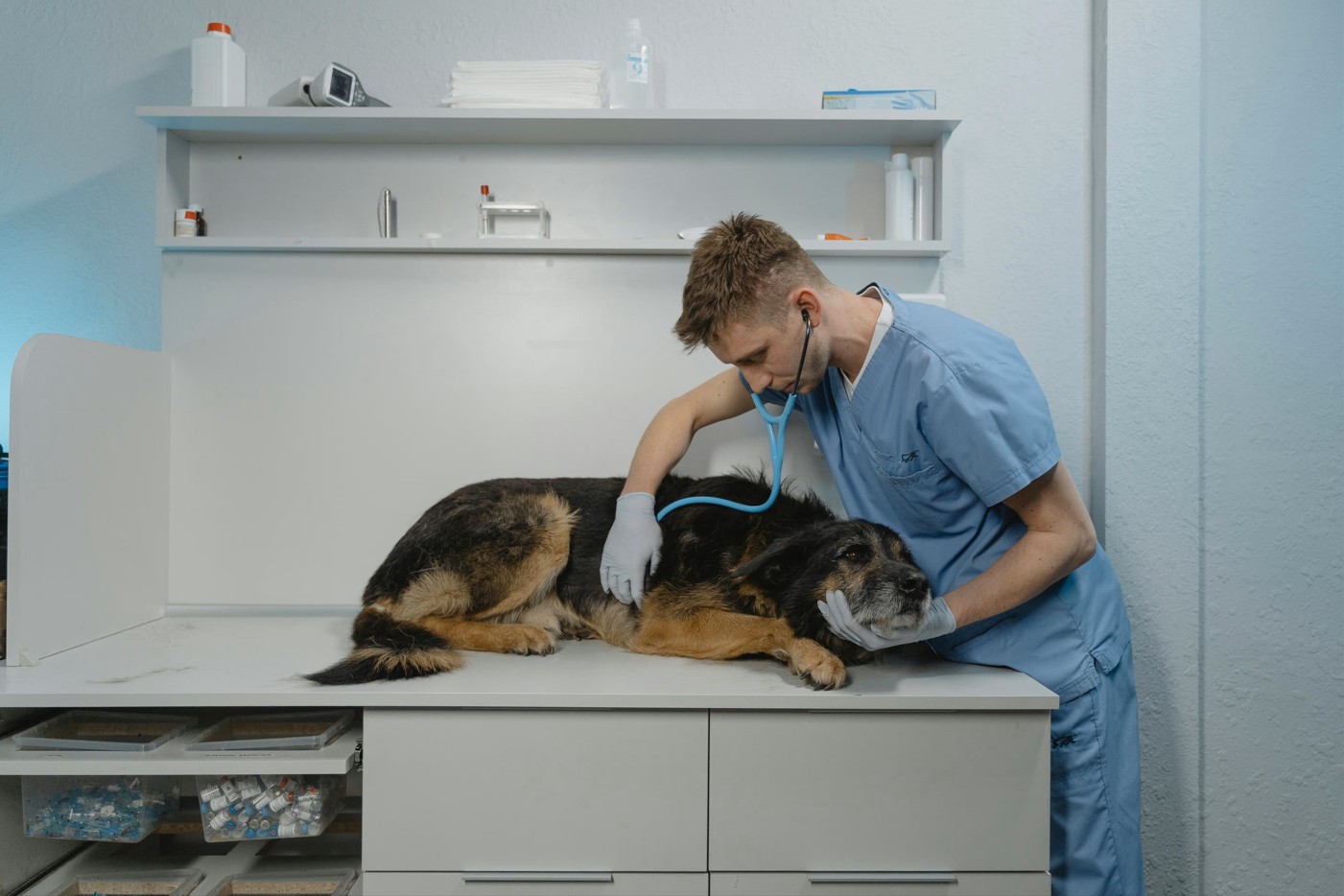 Parasite Prevention And Control At Your Local Veterinary Clinic 1 Parasite Prevention And Control At Your Local Veterinary Clinic