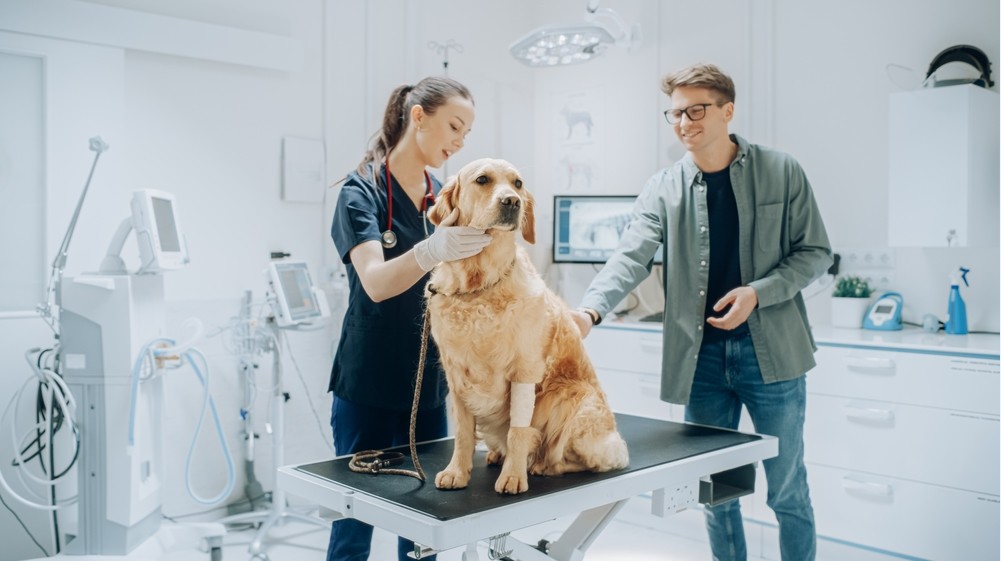 The Role Of Urgent Care In Your Pet’s Health Plan 1 The Role Of Urgent Care In Your Pet’s Health Plan