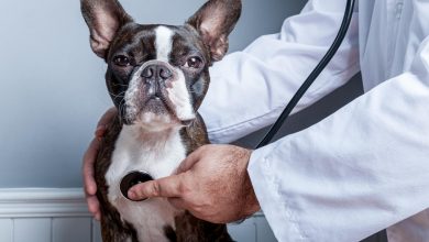 Why Annual Wellness Exams Are Crucial For Pets Of All Ages