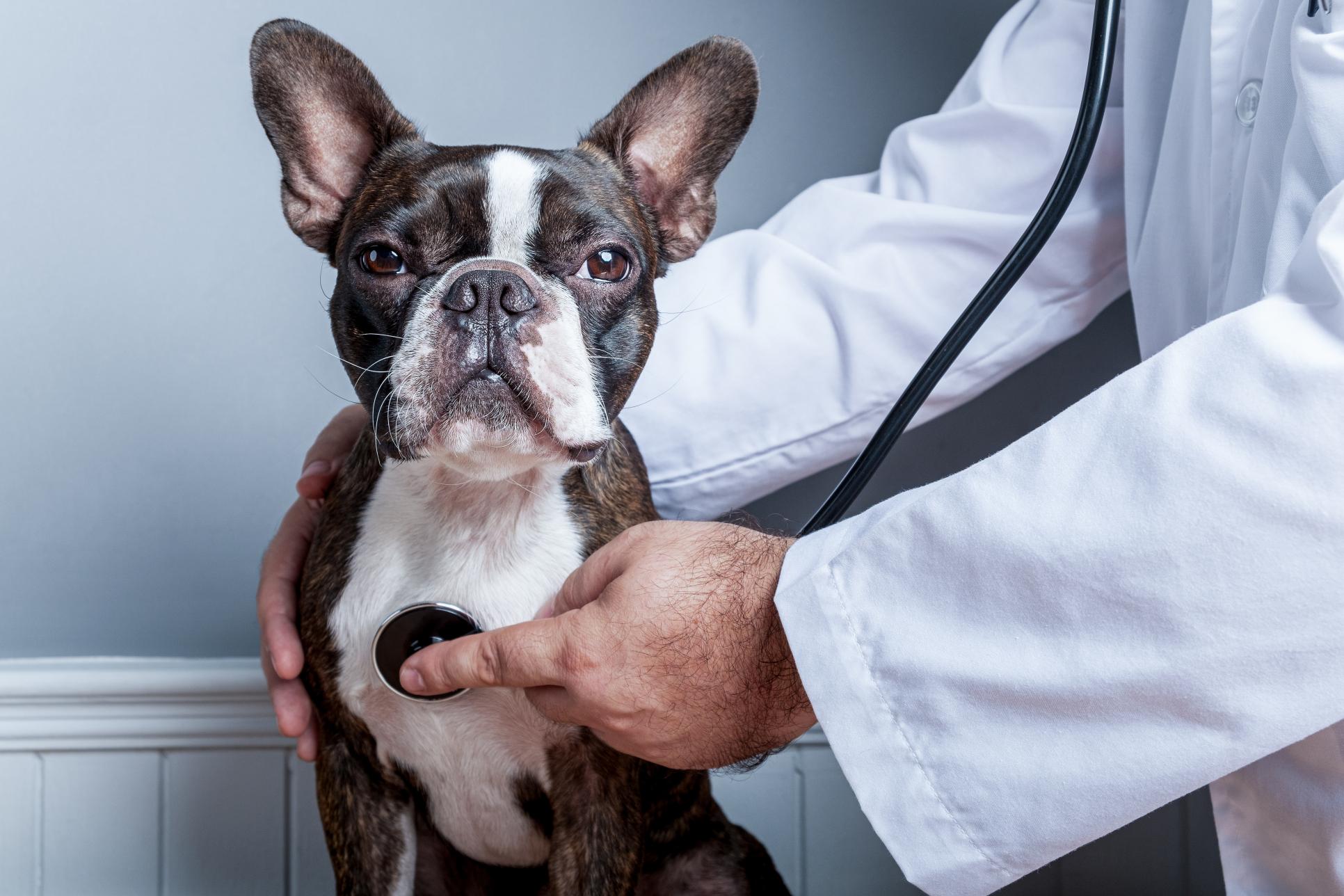 Why Annual Wellness Exams Are Crucial For Pets Of All Ages 1 Why Annual Wellness Exams Are Crucial For Pets Of All Ages