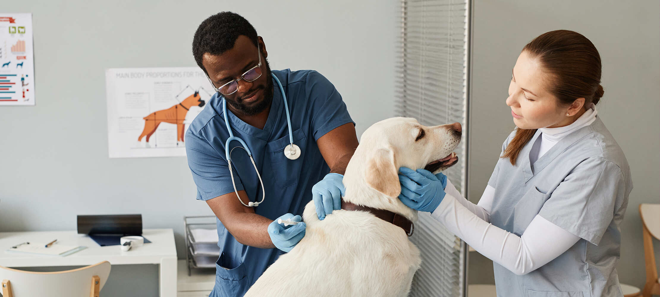 4 Preventive Services Every Pet Should Receive At A Veterinary Hospital 1 4 Preventive Services Every Pet Should Receive At A Veterinary Hospital