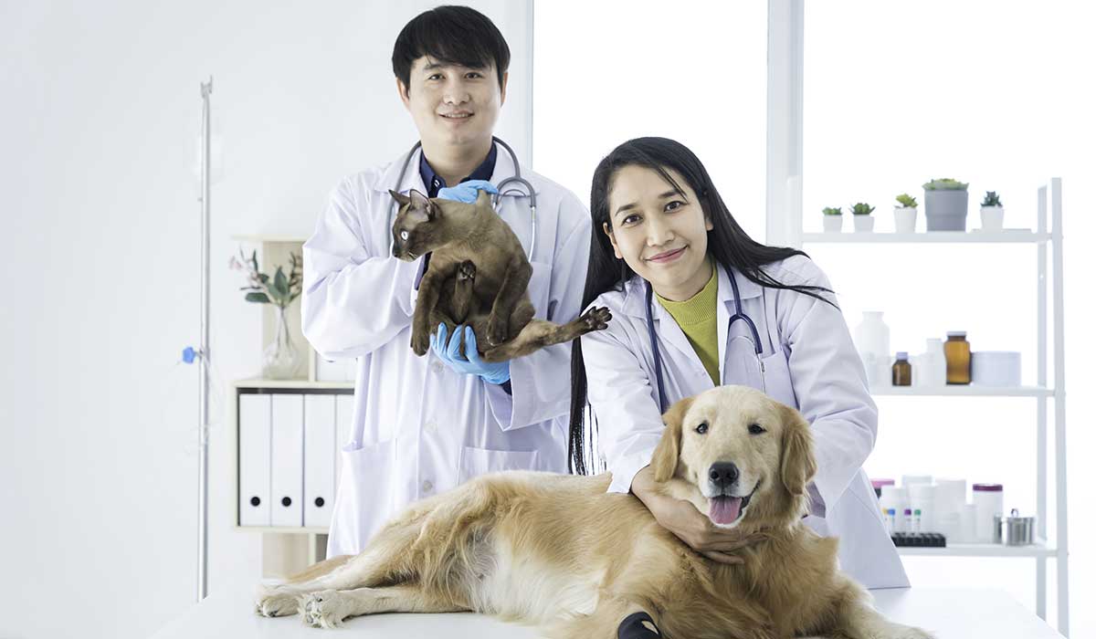 The Role Of A General Veterinarian In Your Pet’s Wellness Journey 1 The Role Of A General Veterinarian In Your Pet’s Wellness Journey
