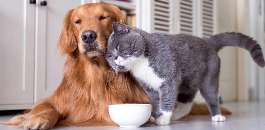 Understanding Parasite Prevention For Cats And Dogs
