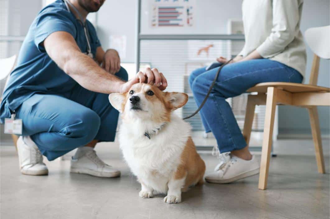 6 Tips For Preparing Your Pet For A Stress Free Clinic Visit 1 6 Tips For Preparing Your Pet For A Stress Free Clinic Visit