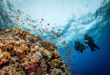Discover the Red Sea with Deep South Divers in Marsa Alam