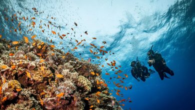 Discover the Red Sea with Deep South Divers in Marsa Alam