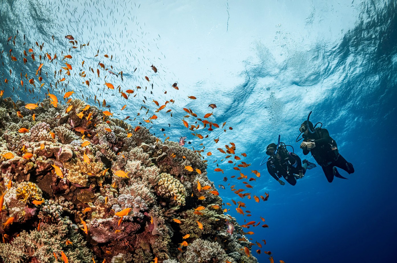 Discover the Red Sea with Deep South Divers in Marsa Alam