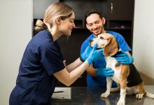 4 Steps General Veterinarians Take Before Surgery