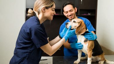 4 Steps General Veterinarians Take Before Surgery