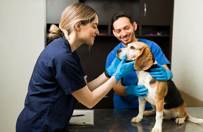 4 Steps General Veterinarians Take Before Surgery 1 4 Steps General Veterinarians Take Before Surgery