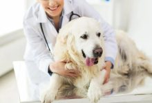 How Animal Clinics Handle Routine Wellness Exams
