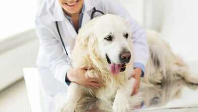 How Animal Clinics Handle Routine Wellness Exams