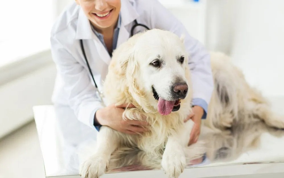 How Animal Clinics Handle Routine Wellness Exams 1 How Animal Clinics Handle Routine Wellness Exams