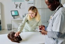 Preventive Care Programs At Veterinary Hospitals