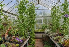 Maximising Plant Growth with Quality Greenhouses